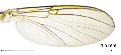 Mycomya nitida wing