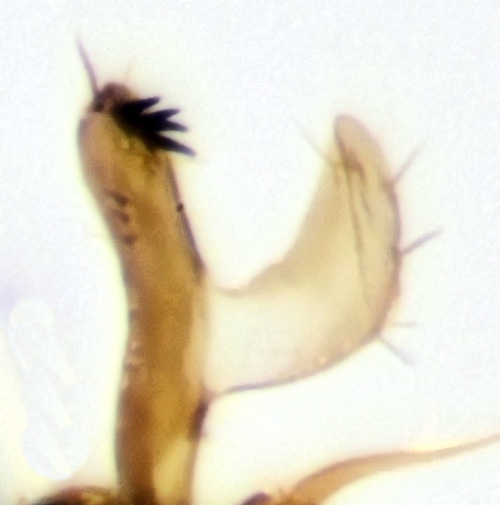 Mycomya permixta gonostylus