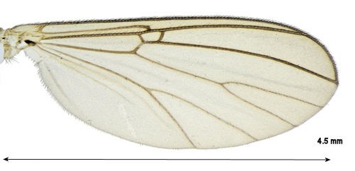 Mycomya permixta wing