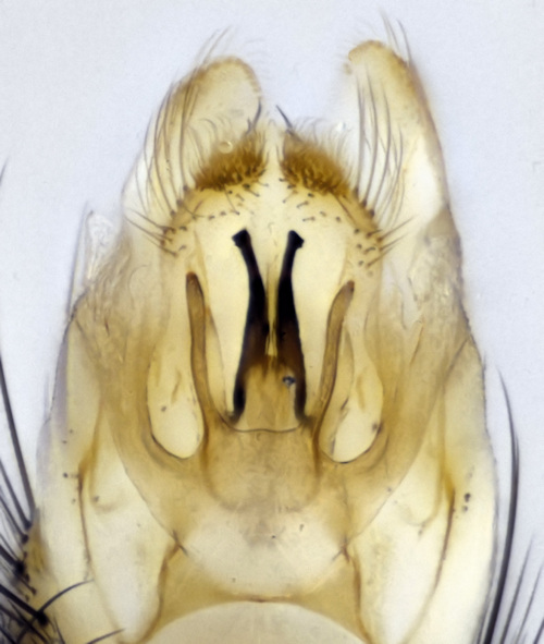 Mycomya pulchella dorsal