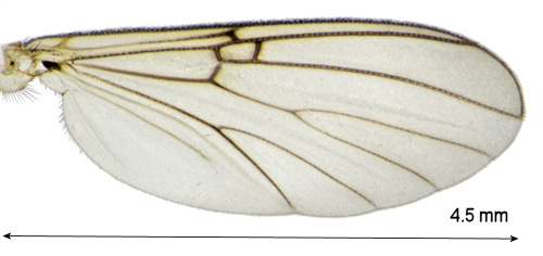 Mycomya pulchella wing
