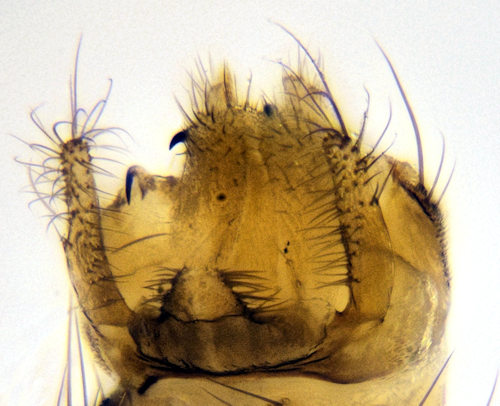 Mycomya ruficollis dorsal