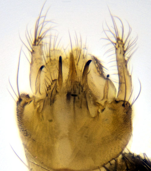 Mycomya ruficollis ventral