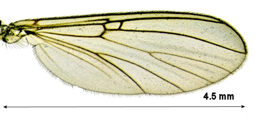Mycomya ruficollis wing