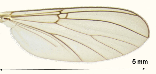 Mycomya shermani wing