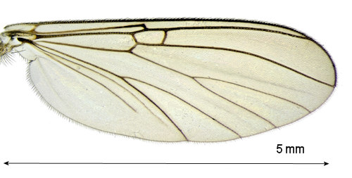 Mycomya trivittata wing