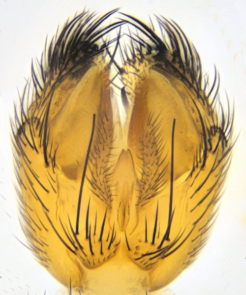 Myrosia maculosa dorsal