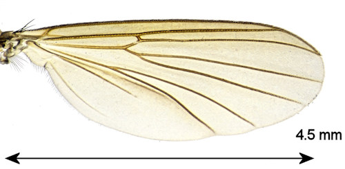 Myrosia maculosa wing