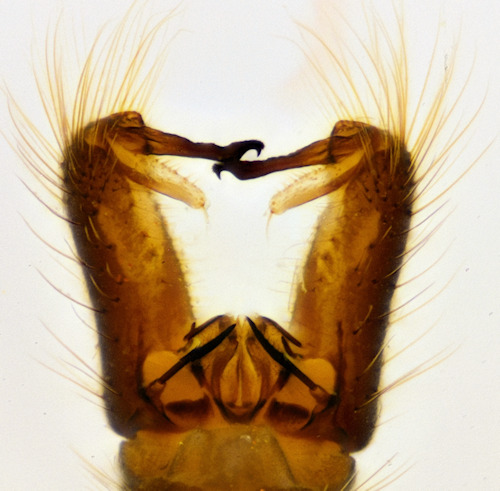 Neolimnophila placida male dorsal