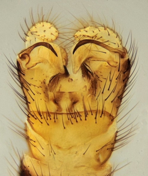 Neolimonia dumetorum male dorsal