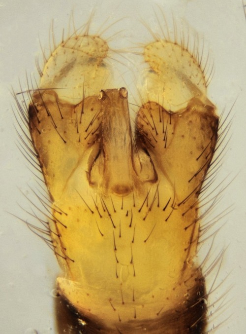 Neolimonia dumetorum male ventral