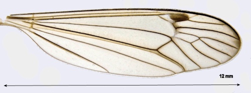 Nephrotoma aculeata male wing