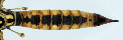 Nephrotoma appendiculata female dorsal