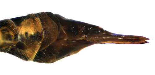 Nephrotoma appendiculata female lateral