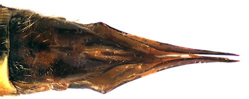 Nephrotoma appendiculata female ventral
