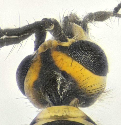 Nephrotoma appendiculata head