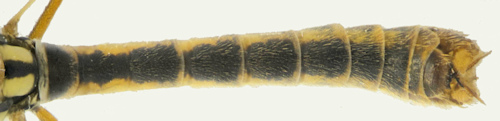 Nephrotoma appendiculata female dorsal
