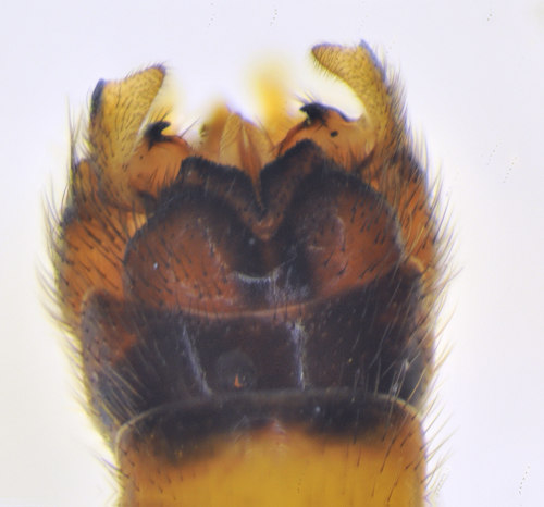 Nephrotoma cornicina male dorsal
