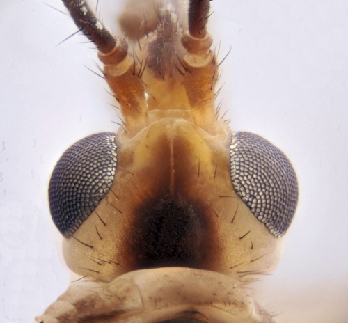 Nephrotoma cornicina male head