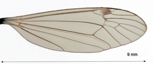 Nephrotoma cornicina male wing