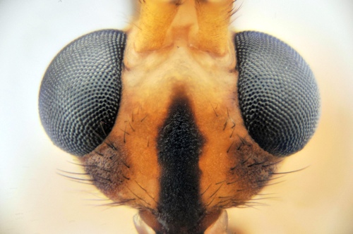 Nephrotoma lunulicornis male head