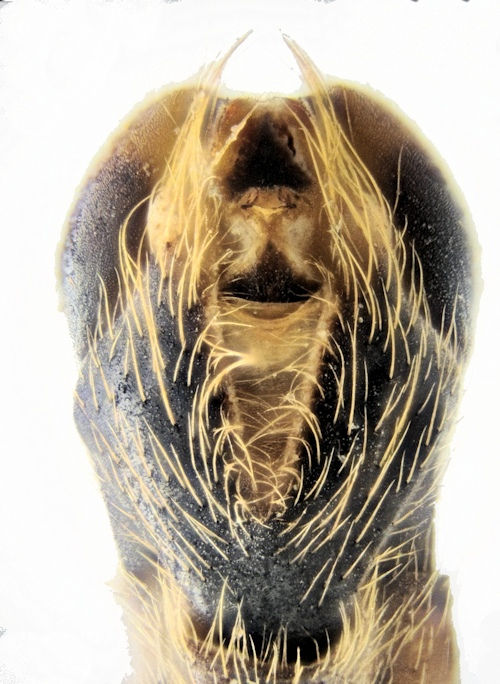 Nephrotoma lunulicornis male ventral