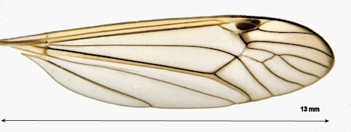 Nephrotoma lunulicornis male wing