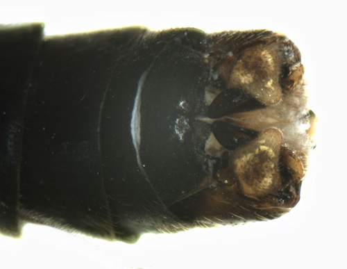 Nephrotoma pratensis dorsal