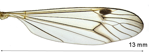 Nephrotoma quadrifaria wing