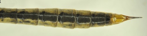 Nephrotoma quadristriata female dorsal
