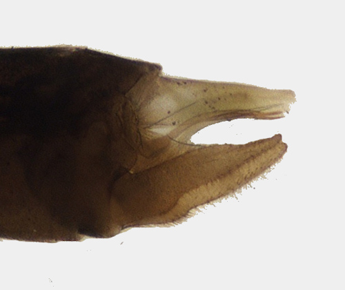 Neureclipsis bimaculata male lateral