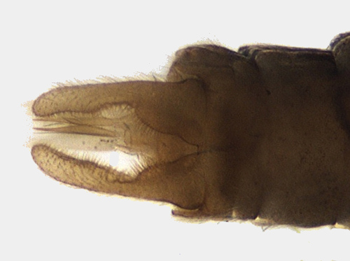 Neureclipsis bimaculata