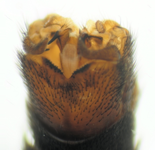 Nigrotipula nigra dorsal
