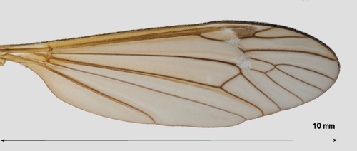 Nigrotipula nigra wing