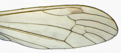 Dicranomyia frontalis