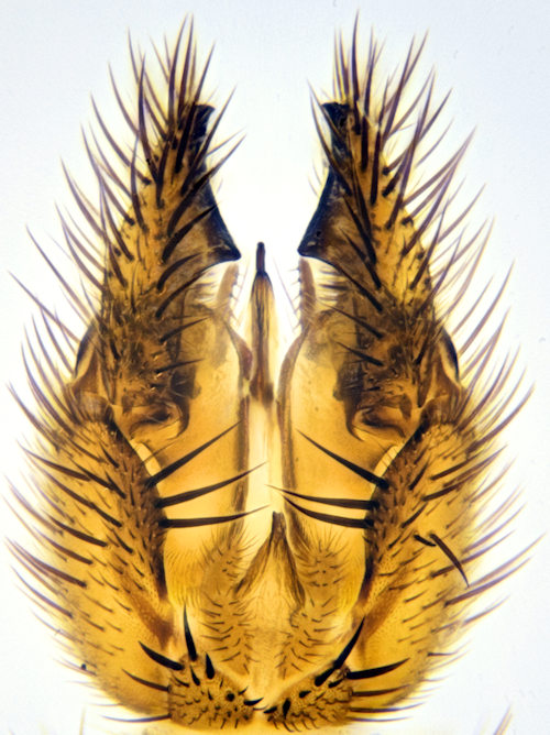 Notolopha brachycera dorsal