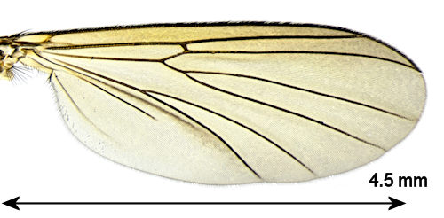 Notolopha brachycera wing