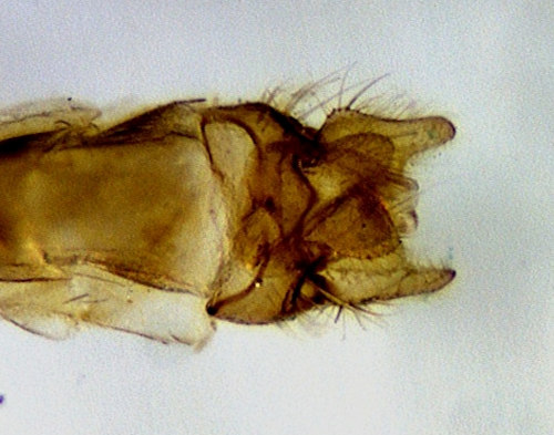 Oecetis lacustris dorsal