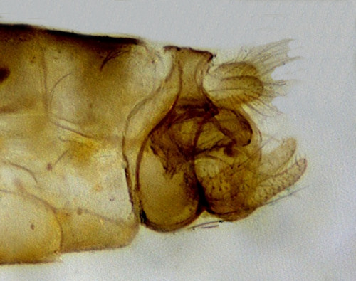 Oecetis lacustris lateral