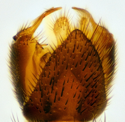 Orfelia lugubris male dorsal
