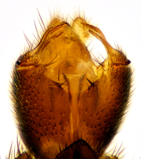 Orfelia lugubris male ventral