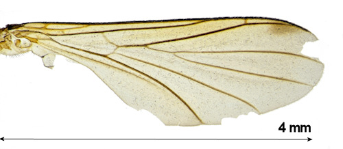 Orfelia lugubris wing