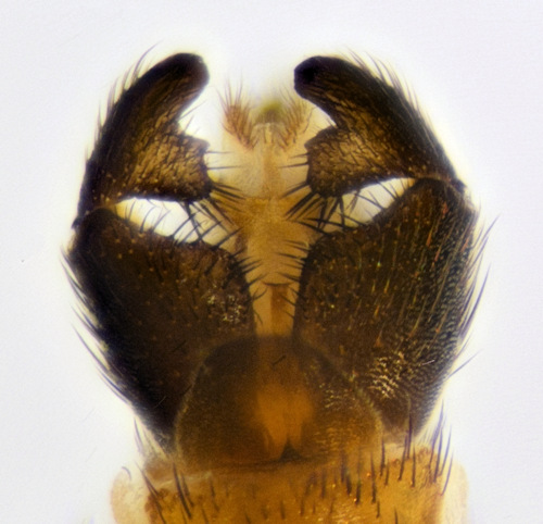 Orfelia nemoralis male ventral