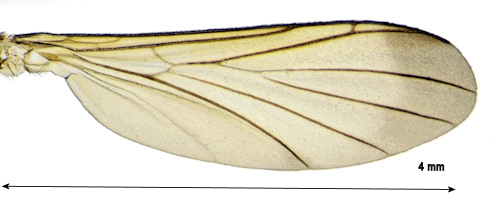 Orfelia nemoralis wing