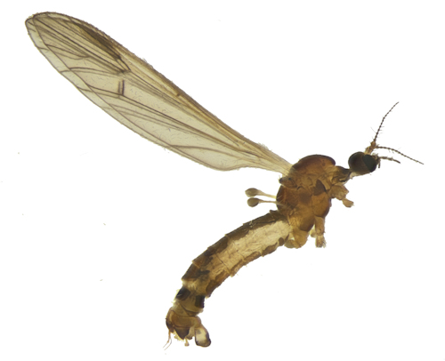 Ormosia affinis