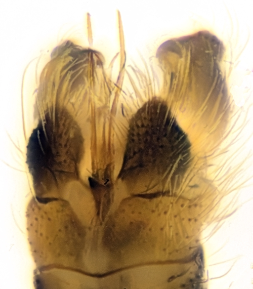 Ormosia affinis ventral