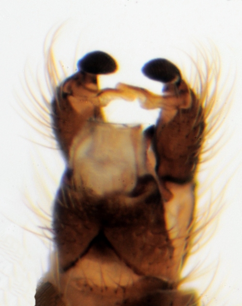 Ormosia clavata dorsal