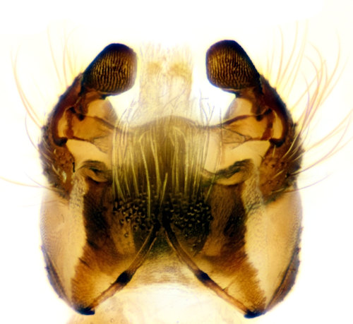 Ormosia nodulosa male ventral