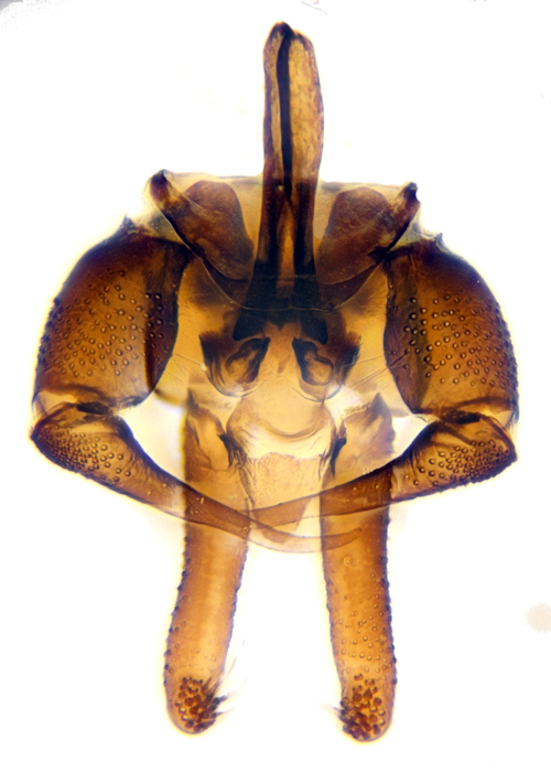 Parajungiella pseudolongicornis dorsal