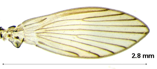Parajungiella pseudolongicornis wing
